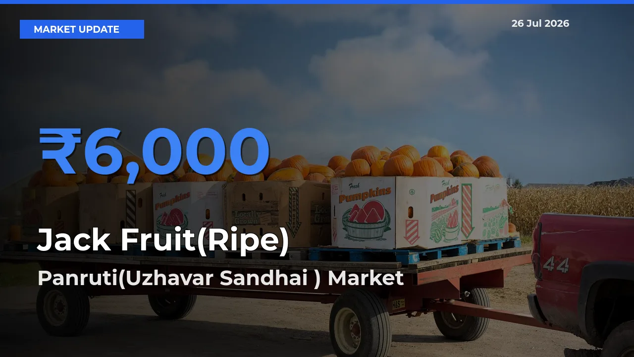 Panruti(Uzhavar Sandhai ) Emerges as Top Mandi for Jack Fruit(Ripe) Prices Today
