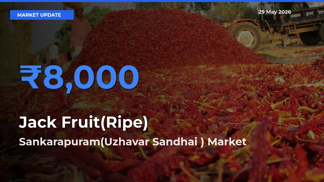 Sankarapuram(Uzhavar Sandhai ) Emerges as Top Mandi for Jack Fruit(Ripe) Prices Today