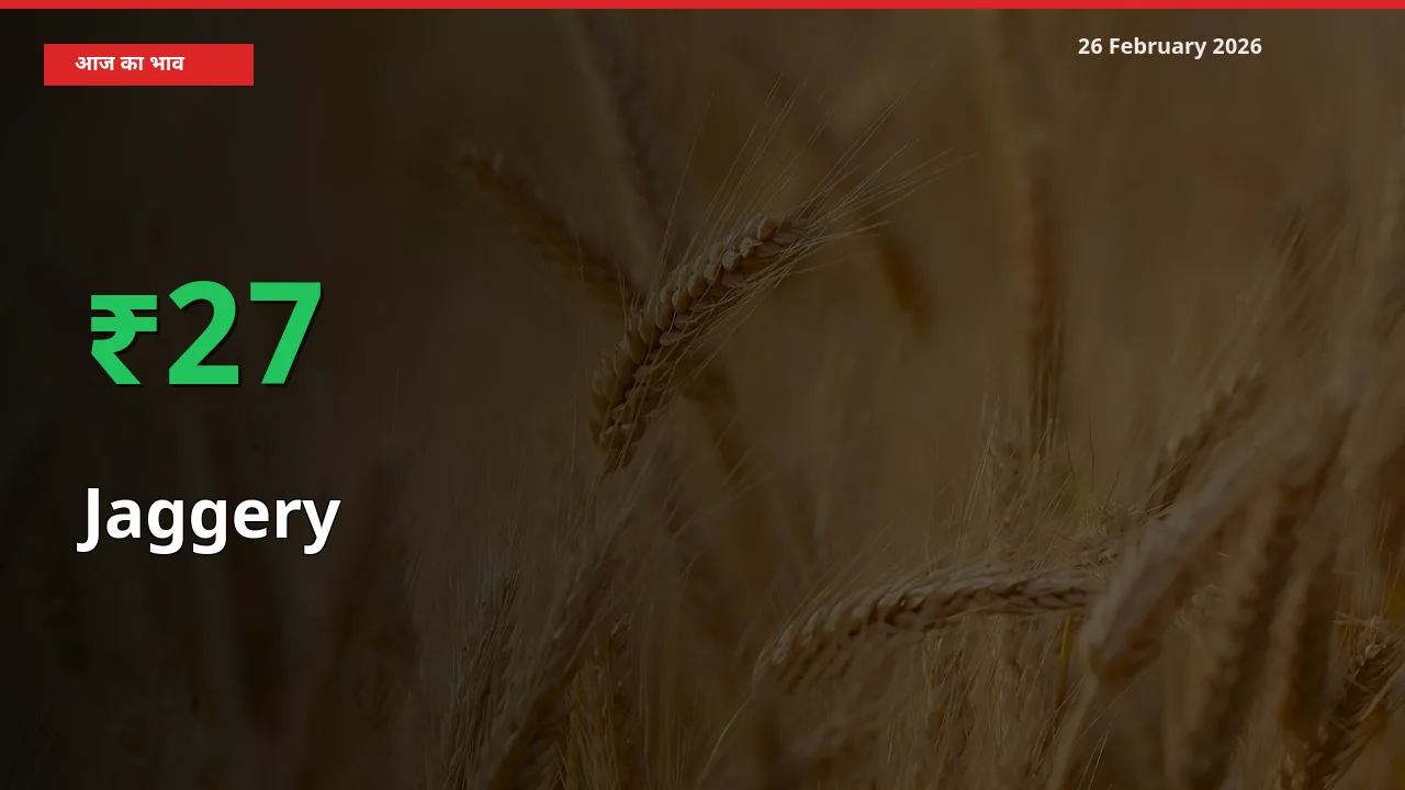 तेज़ तेजी! मंडी में Jaggery के दाम 26.65% चढ़े