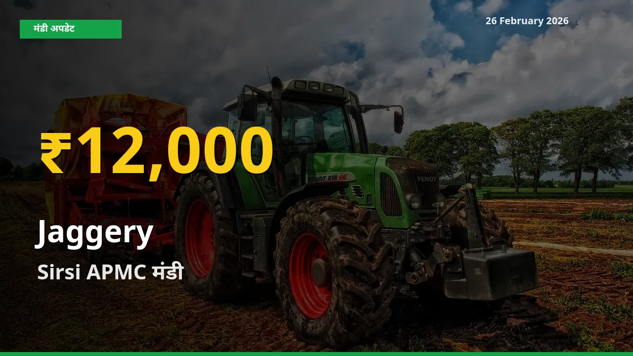 Jaggery के भावों में जबरदस्त उछाल, Sirsi APMC में नया उच्च स्तर