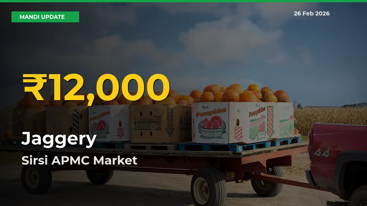 Big Jump in Jaggery Prices! Sirsi APMC Records New Peak Today