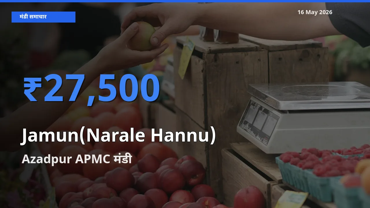 Azadpur APMC में जामुन (नाराले हन्नू) का आज सबसे ऊँचा भाव