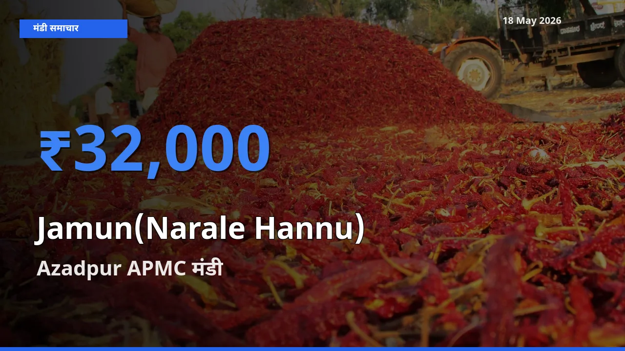 आज जामुन (नाराले हन्नू) के सबसे ऊँचे दाम ₹32,000 Azadpur APMC मंडी में