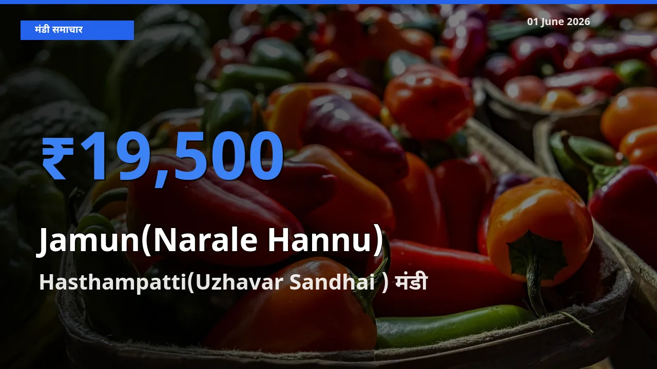 Hasthampatti(Uzhavar Sandhai ) में जामुन (नाराले हन्नू) का आज सबसे ऊँचा भाव