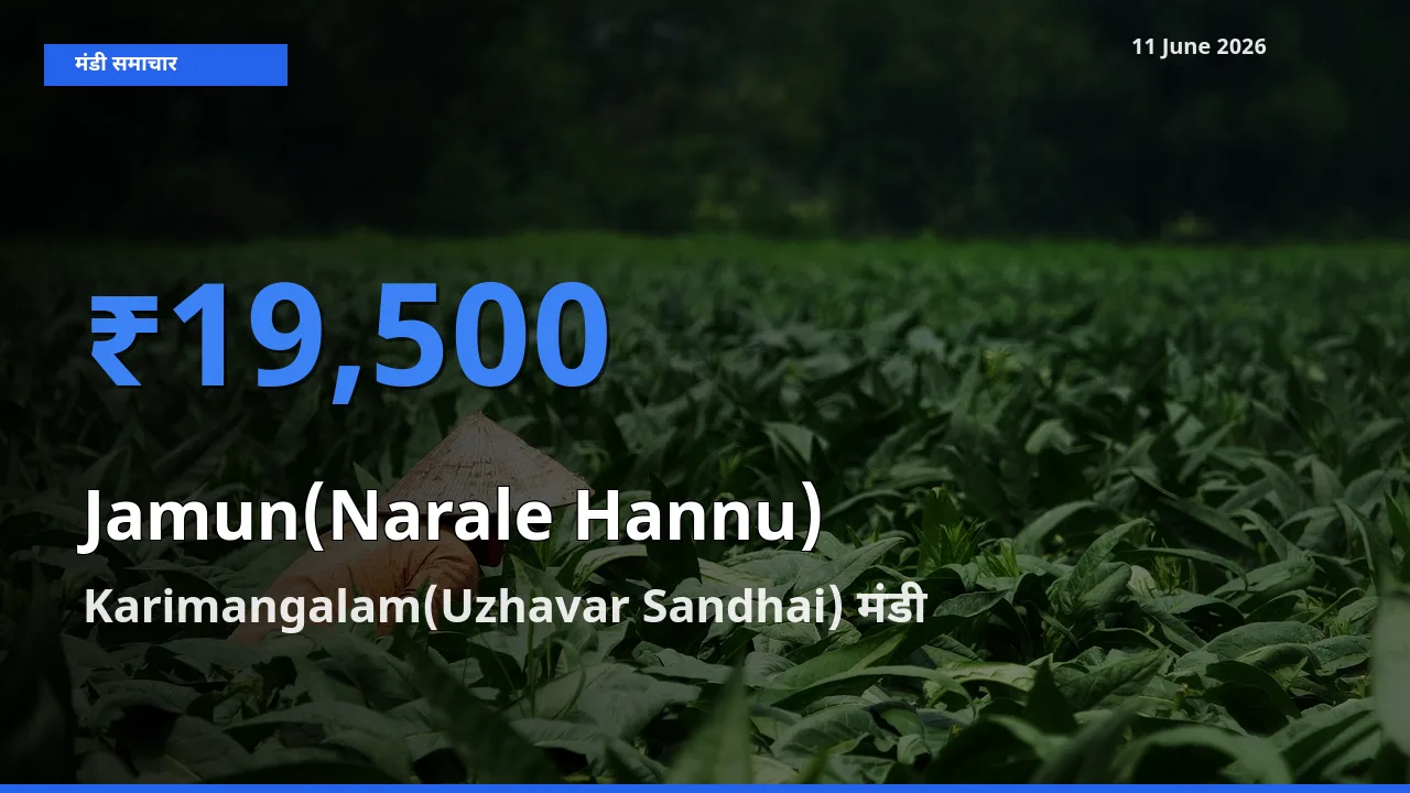 Karimangalam(Uzhavar Sandhai) मंडी में जामुन (नाराले हन्नू) ₹19,500 पर पहुँचा – आज का सर्वोच्च भाव