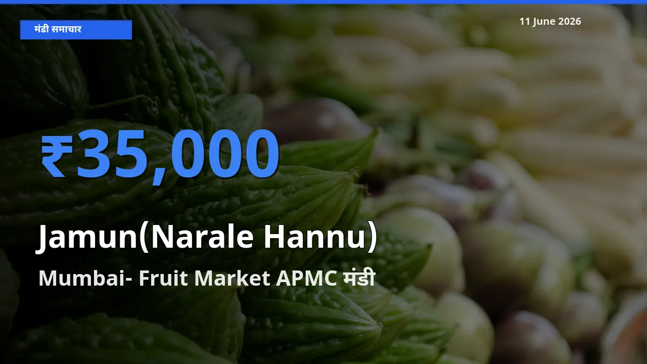 Mumbai- Fruit Market APMC मंडी में आज जामुन (नाराले हन्नू) के सबसे ऊँचे दाम दर्ज