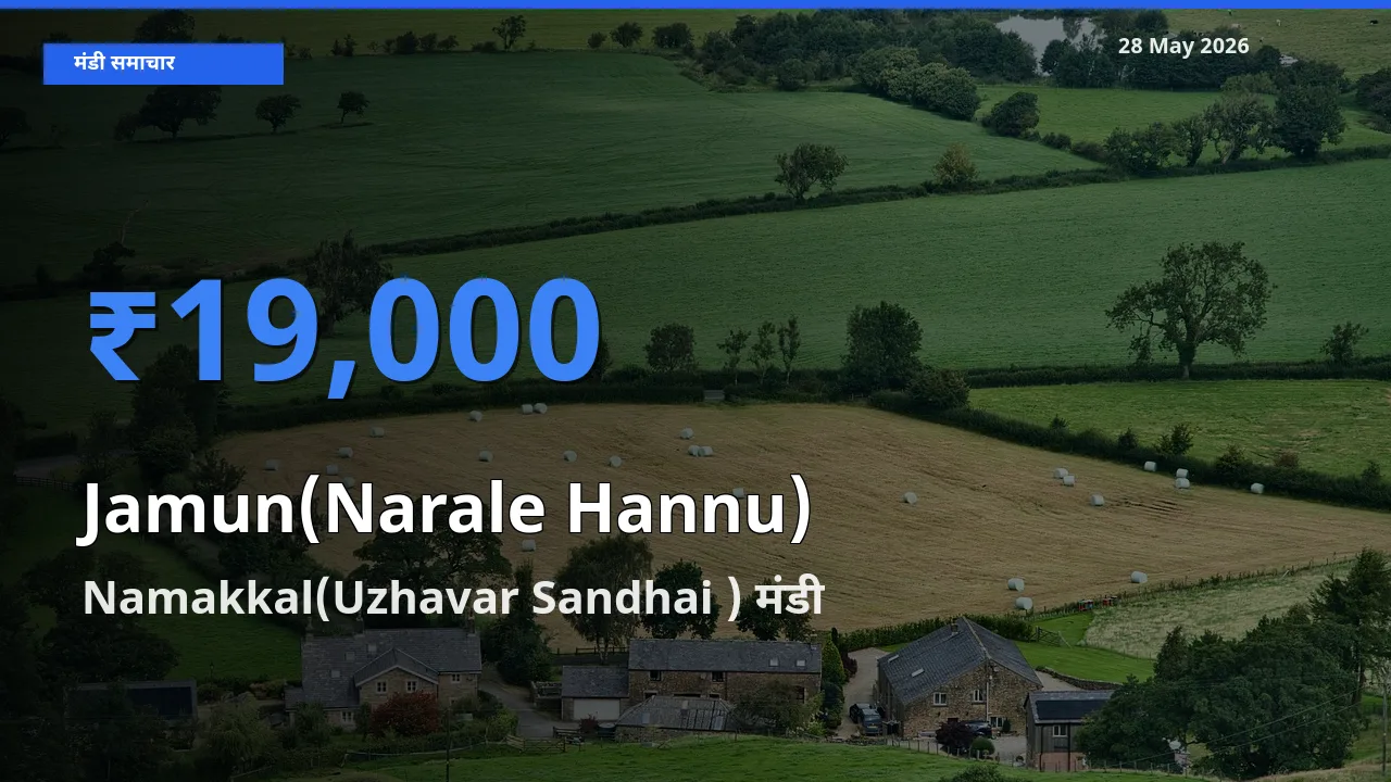 किसानों की पसंद बना Namakkal(Uzhavar Sandhai ), जामुन (नाराले हन्नू) के सबसे अच्छे दाम
