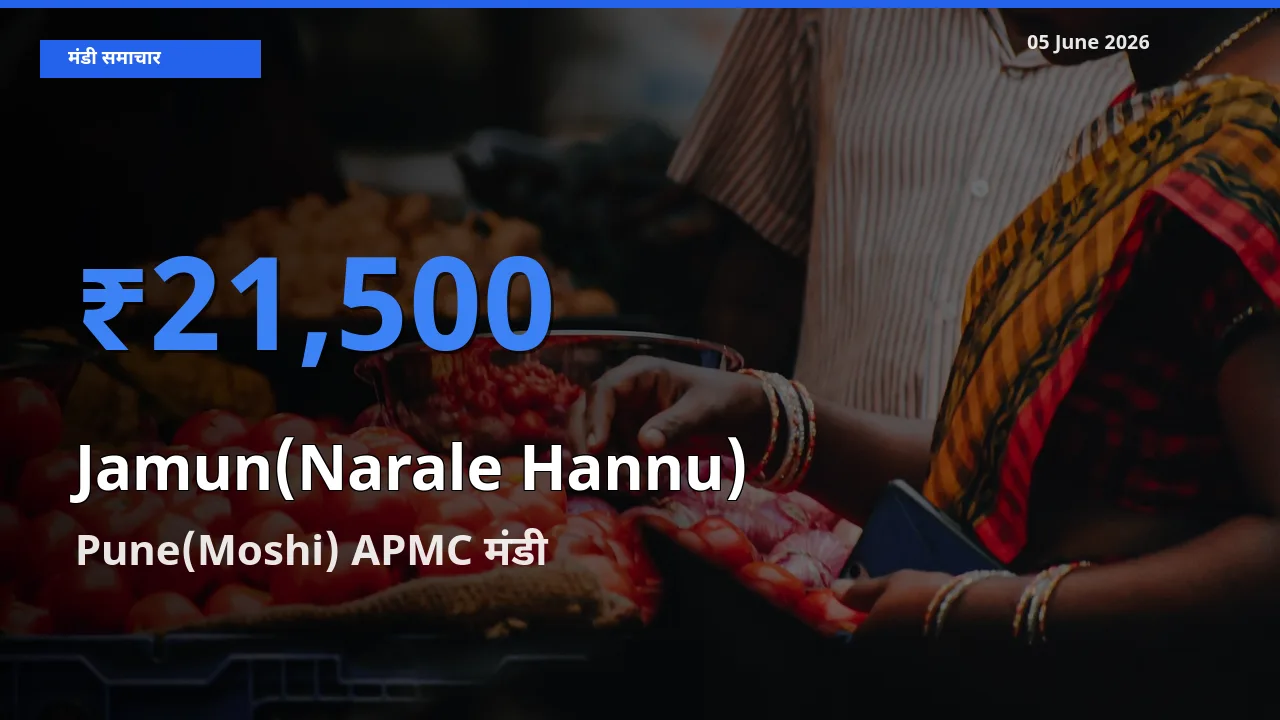 टॉप मंडी बना Pune(Moshi) APMC! जामुन (नाराले हन्नू) के सबसे ऊँचे दाम यहीं दर्ज