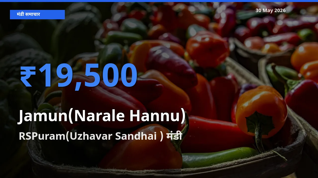 RSPuram(Uzhavar Sandhai ) मंडी में आज जामुन (नाराले हन्नू) के सबसे ऊँचे दाम दर्ज
