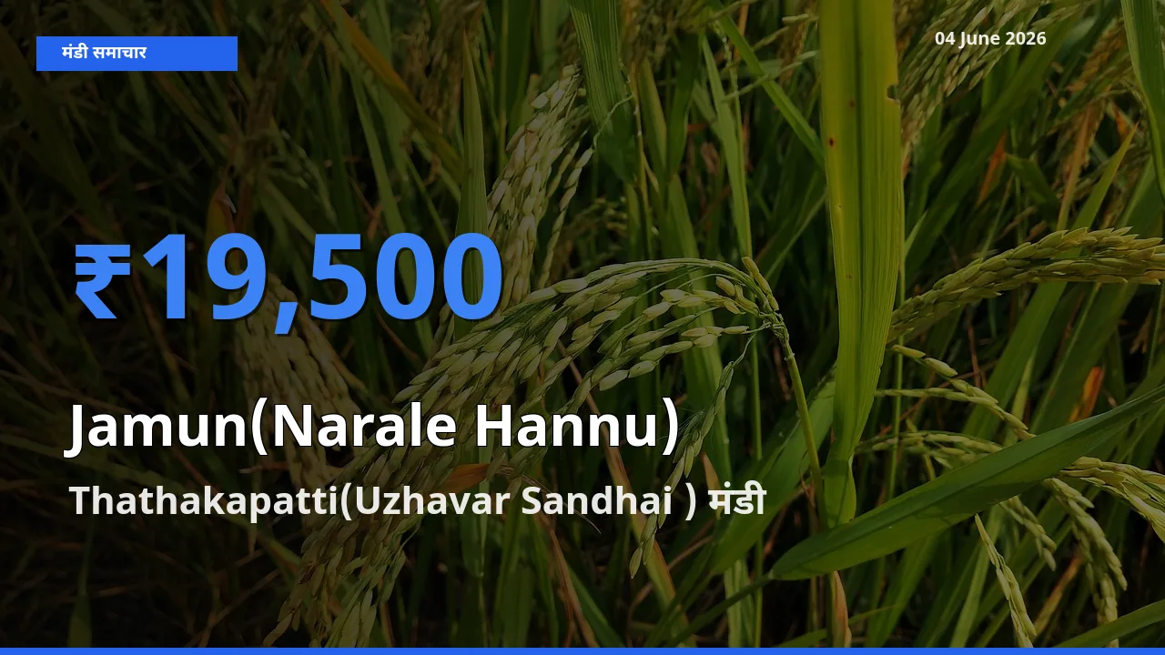 आज जामुन (नाराले हन्नू) के सबसे ज़्यादा दाम Thathakapatti(Uzhavar Sandhai ) मंडी में दर्ज