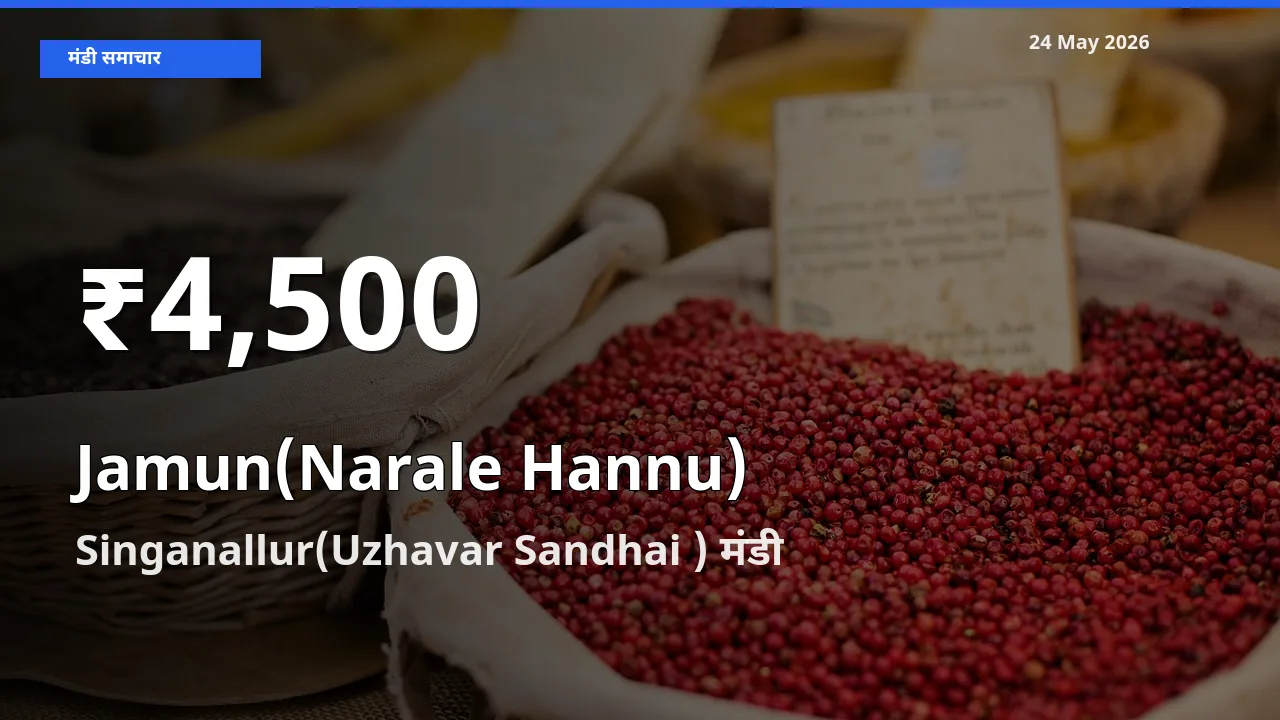 रिकॉर्ड गिरावट नहीं, लेकिन 30 दिन का न्यूनतम! Singanallur(Uzhavar Sandhai ) में जामुन (नाराले हन्नू) के दाम फिसले