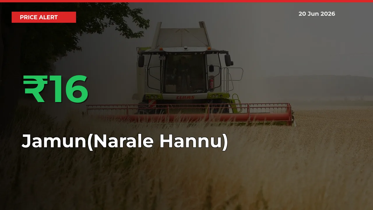 Sudden 15.85% Rally in Jamun(Narale Hannu) Prices Across Mandis
