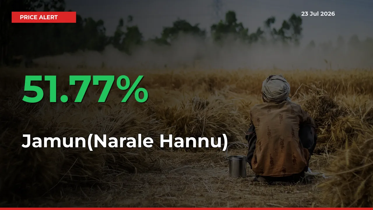 Farmers Cheer as Jamun(Narale Hannu) Prices Surge 51.77% in Local Mandis