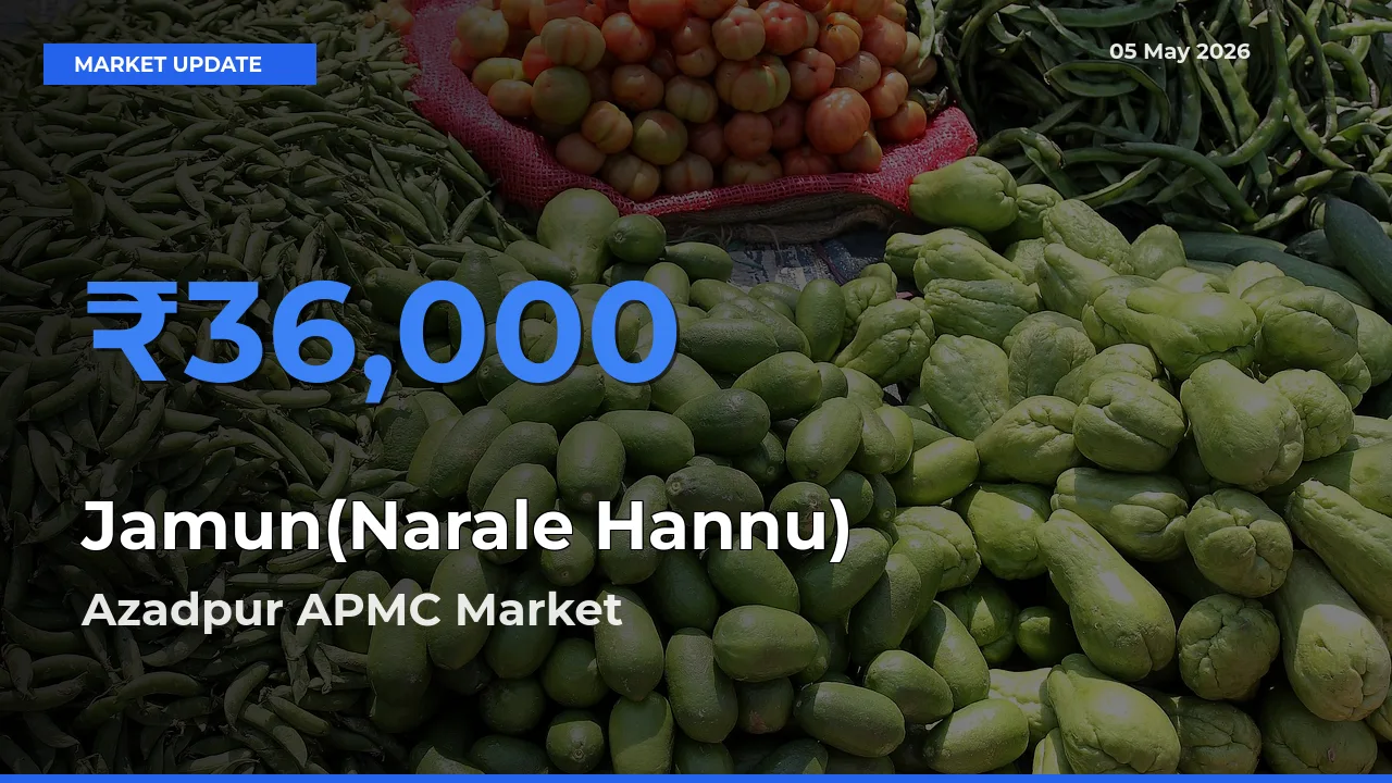 Azadpur APMC Tops Jamun(Narale Hannu) Mandi Rates Today