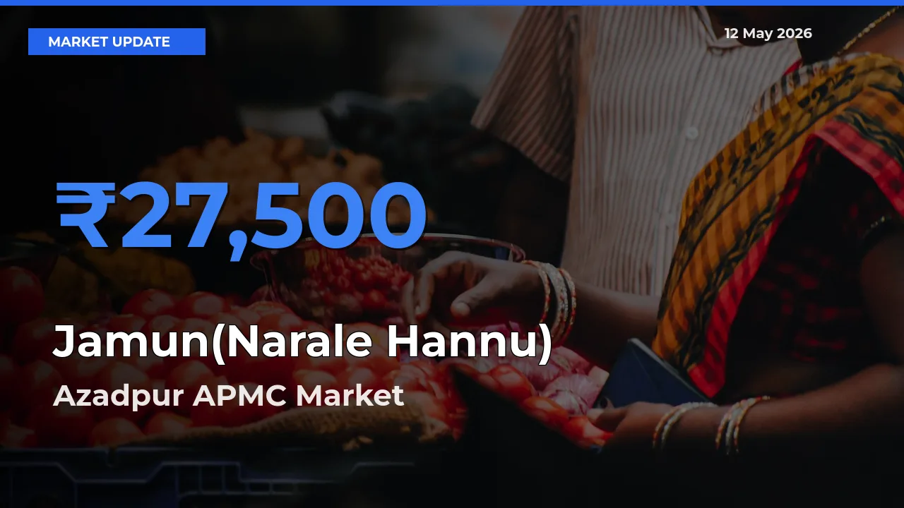 Azadpur APMC Tops Jamun(Narale Hannu) Rates – May 12 Market Update