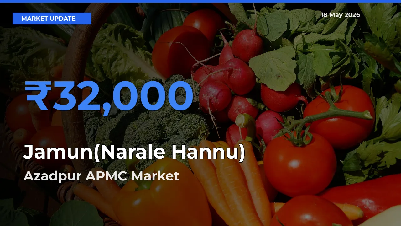 Jamun(Narale Hannu) Mandi Rate Today: Azadpur APMC Tops the List