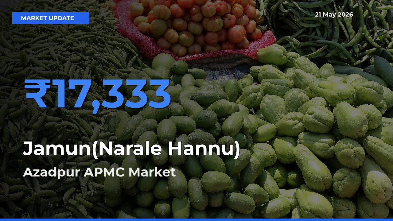 Farmers Prefer Azadpur APMC as Jamun(Narale Hannu) Hits Highest Rate