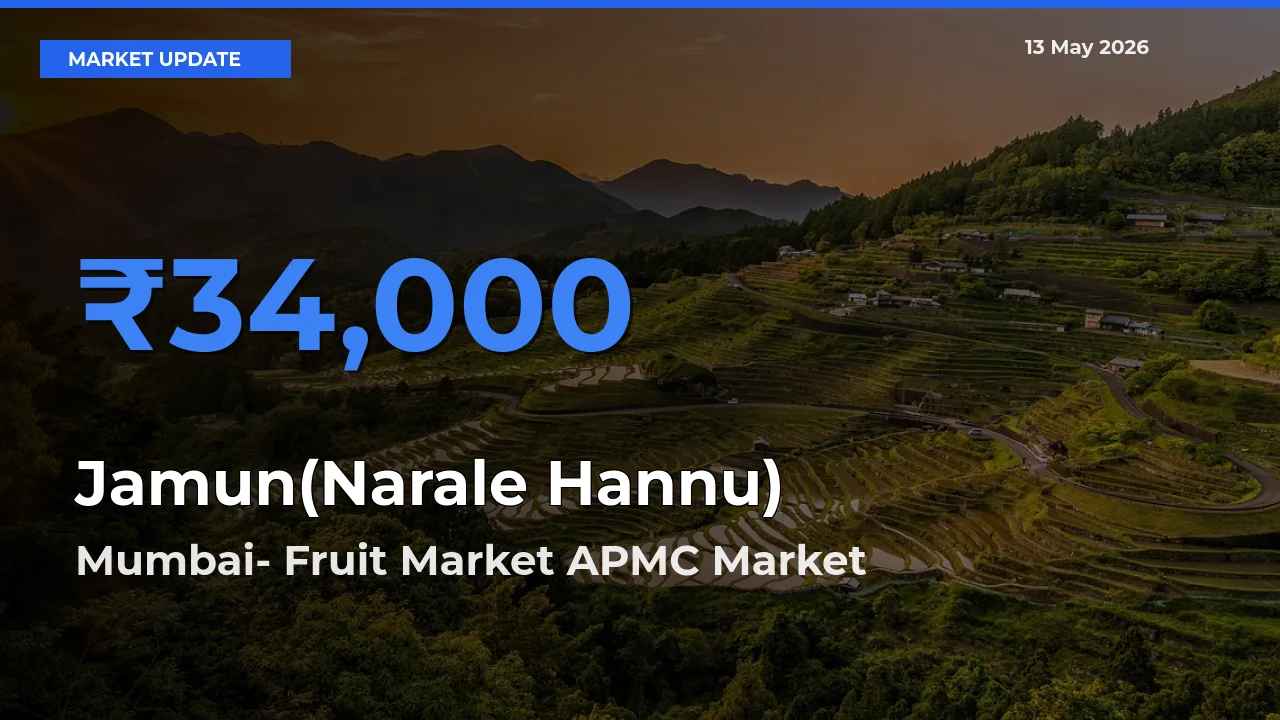 Mumbai- Fruit Market APMC Emerges as Top Mandi for Jamun(Narale Hannu) Prices Today