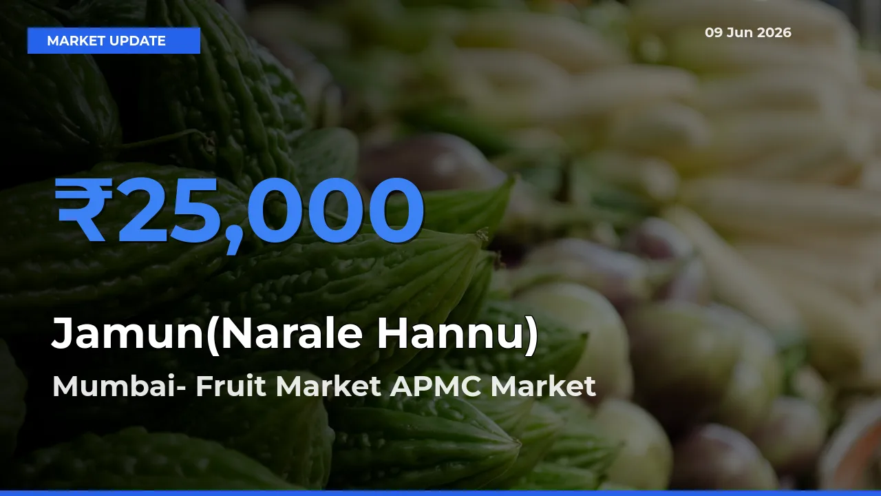 Mumbai- Fruit Market APMC Tops Jamun(Narale Hannu) Mandi Rates Today