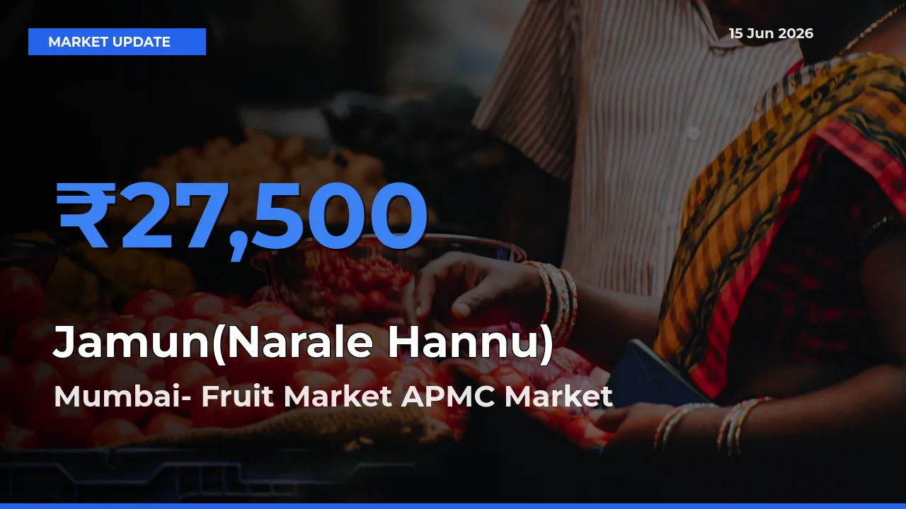 Top Performer! Mumbai- Fruit Market APMC Offers Best Jamun(Narale Hannu) Price Today