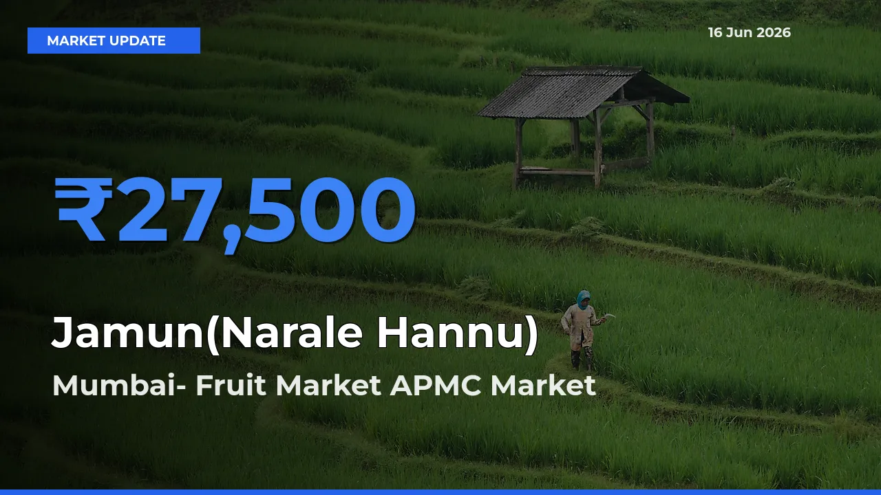 Market Watch: Mumbai- Fruit Market APMC Becomes Top Mandi for Jamun(Narale Hannu)