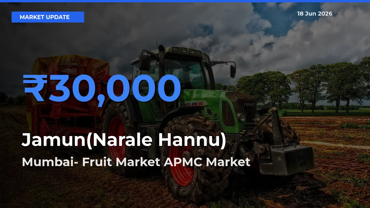 Mumbai- Fruit Market APMC Offers ₹30,000 – Highest Jamun(Narale Hannu) Rate Today
