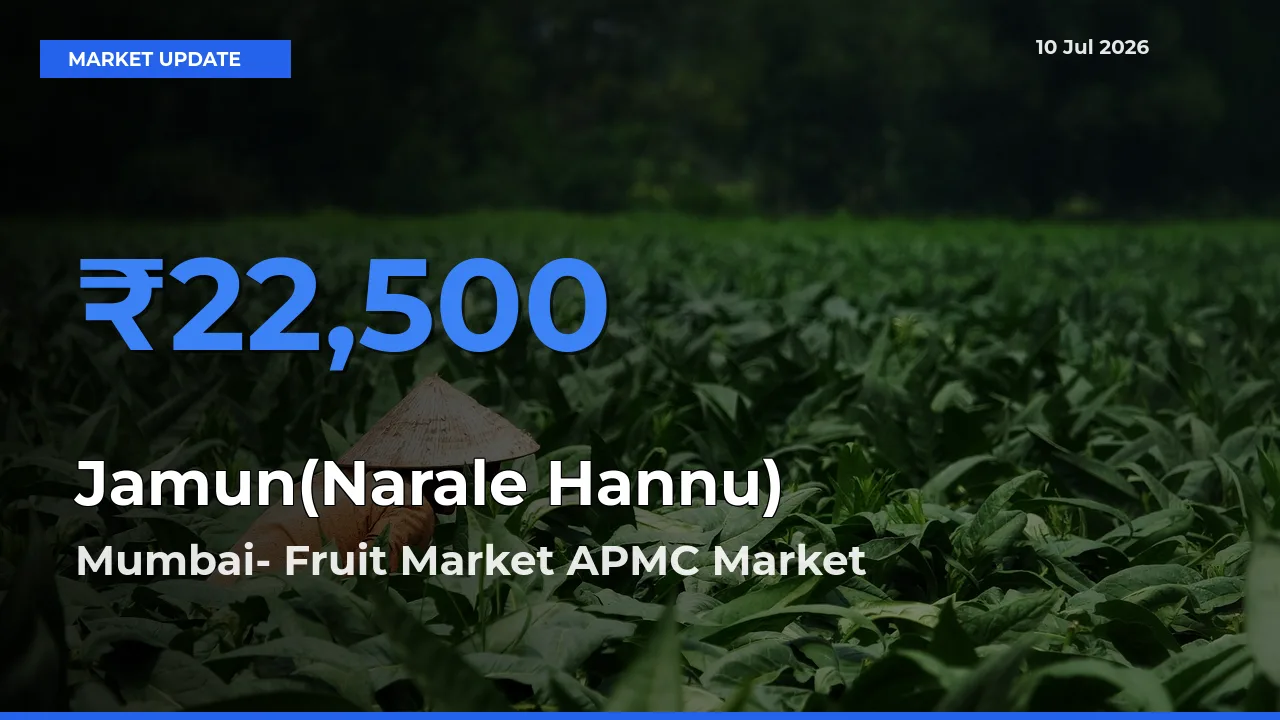 Mumbai- Fruit Market APMC Leads as Top Mandi for Jamun(Narale Hannu) Prices