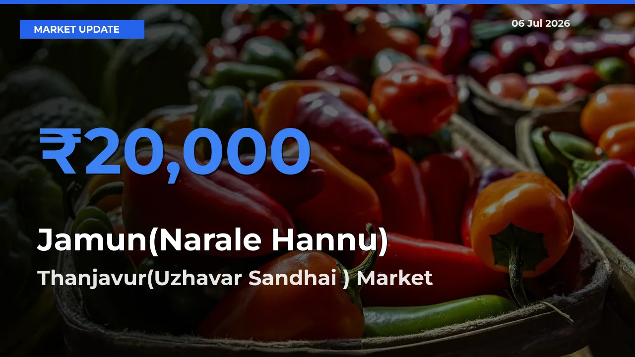 Top Performer! Thanjavur(Uzhavar Sandhai ) Offers Best Jamun(Narale Hannu) Price Today