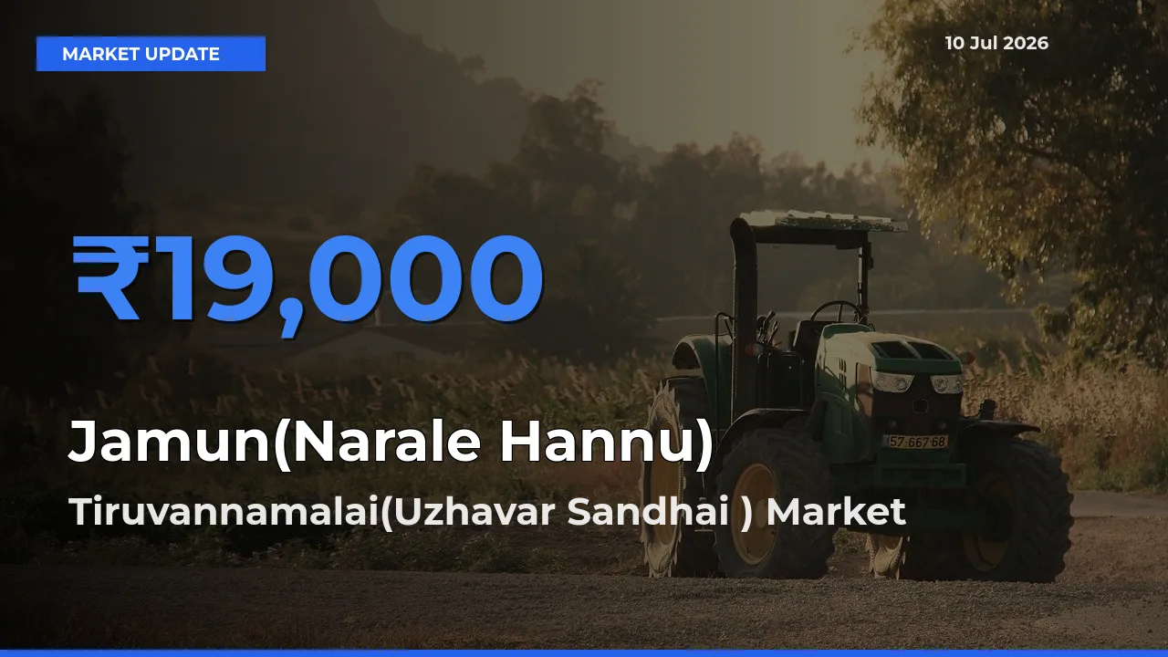 Tiruvannamalai(Uzhavar Sandhai ) Tops Jamun(Narale Hannu) Rates – July 10 Market Update