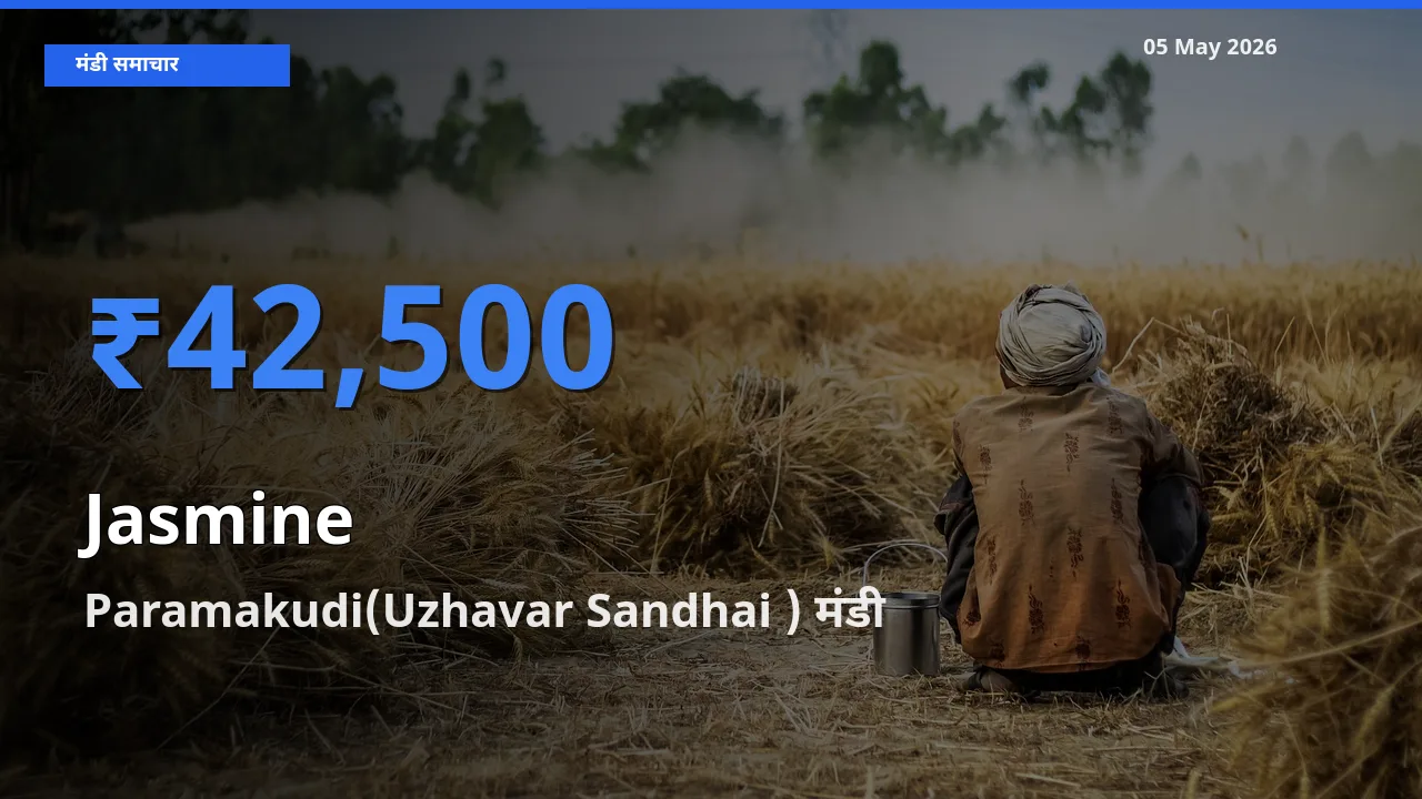 आज का मंडी भाव: चमेली के सबसे ज़्यादा दाम Paramakudi(Uzhavar Sandhai ) में