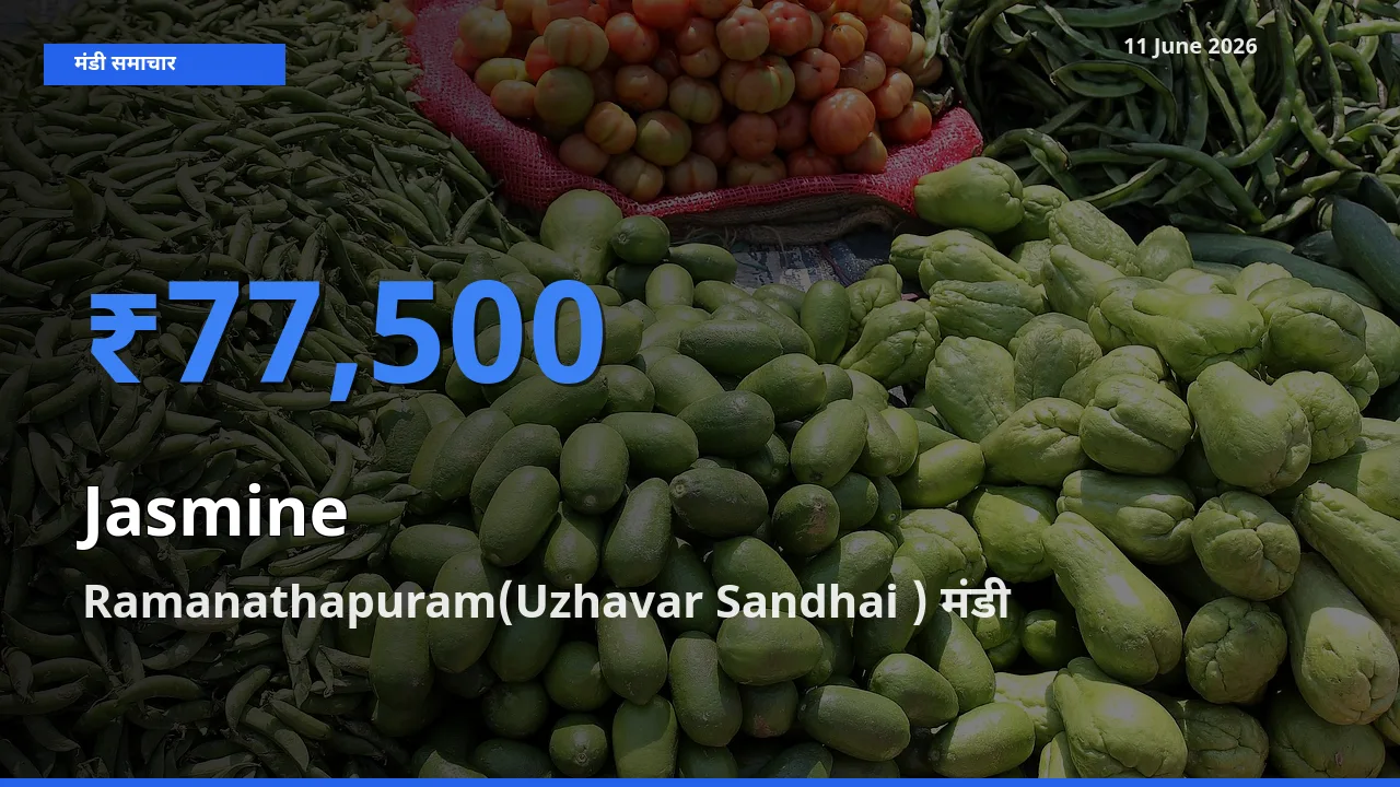 आज चमेली के सबसे ऊँचे दाम ₹77,500 Ramanathapuram(Uzhavar Sandhai ) मंडी में