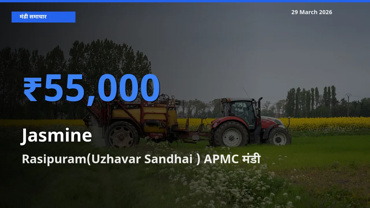 टॉप मंडी बना Rasipuram(Uzhavar Sandhai ) APMC! चमेली के सबसे ऊँचे दाम यहीं दर्ज