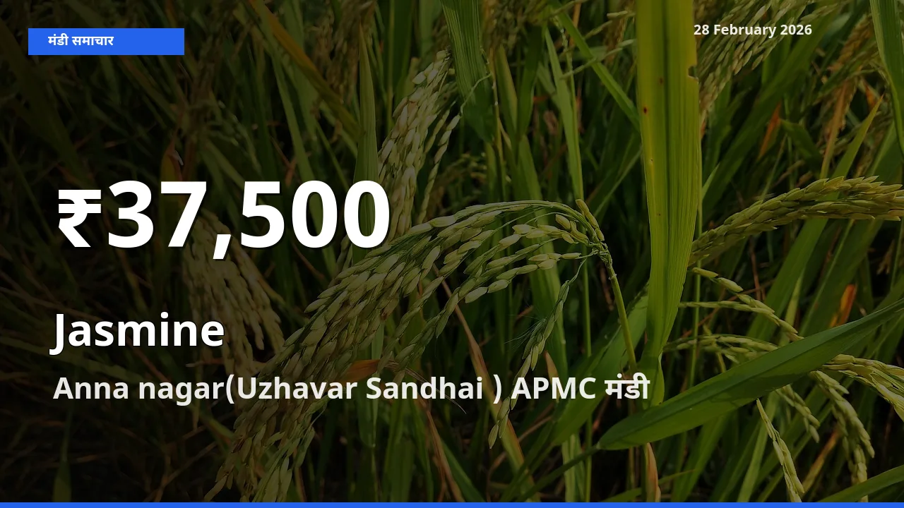 रिकॉर्ड गिरावट नहीं, लेकिन 30 दिन का न्यूनतम! Anna nagar(Uzhavar Sandhai ) APMC में Jasmine के दाम फिसले