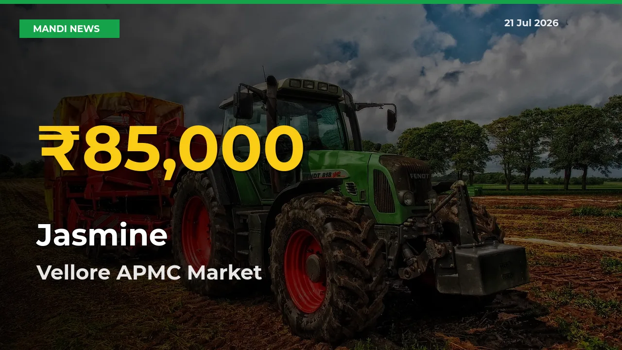 Jasmine Price Hits New High in Vellore APMC Today – Check Latest Mandi Rates