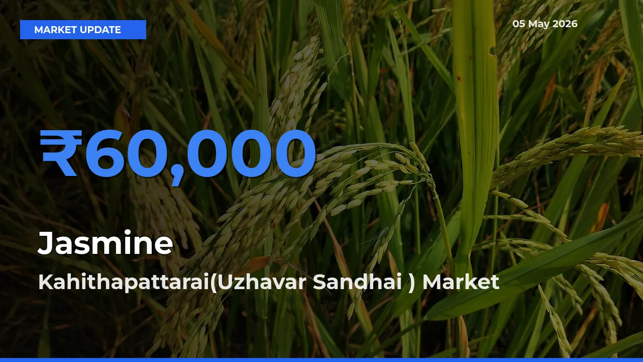 Kahithapattarai(Uzhavar Sandhai ) Offers ₹60,000 – Highest Jasmine Rate Today
