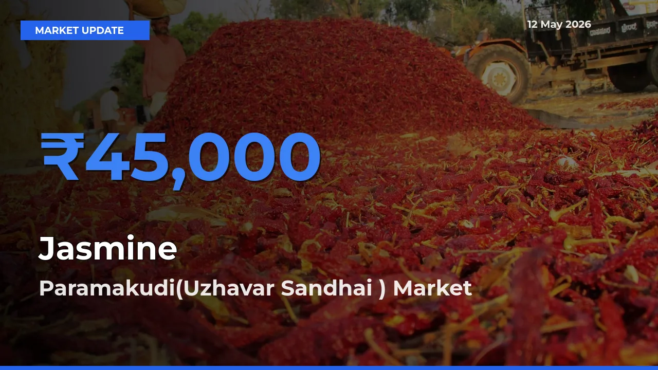 Market Watch: Paramakudi(Uzhavar Sandhai ) Becomes Top Mandi for Jasmine