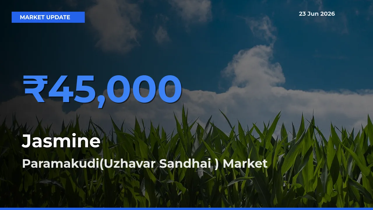 Market Watch: Paramakudi(Uzhavar Sandhai ) Becomes Top Mandi for Jasmine