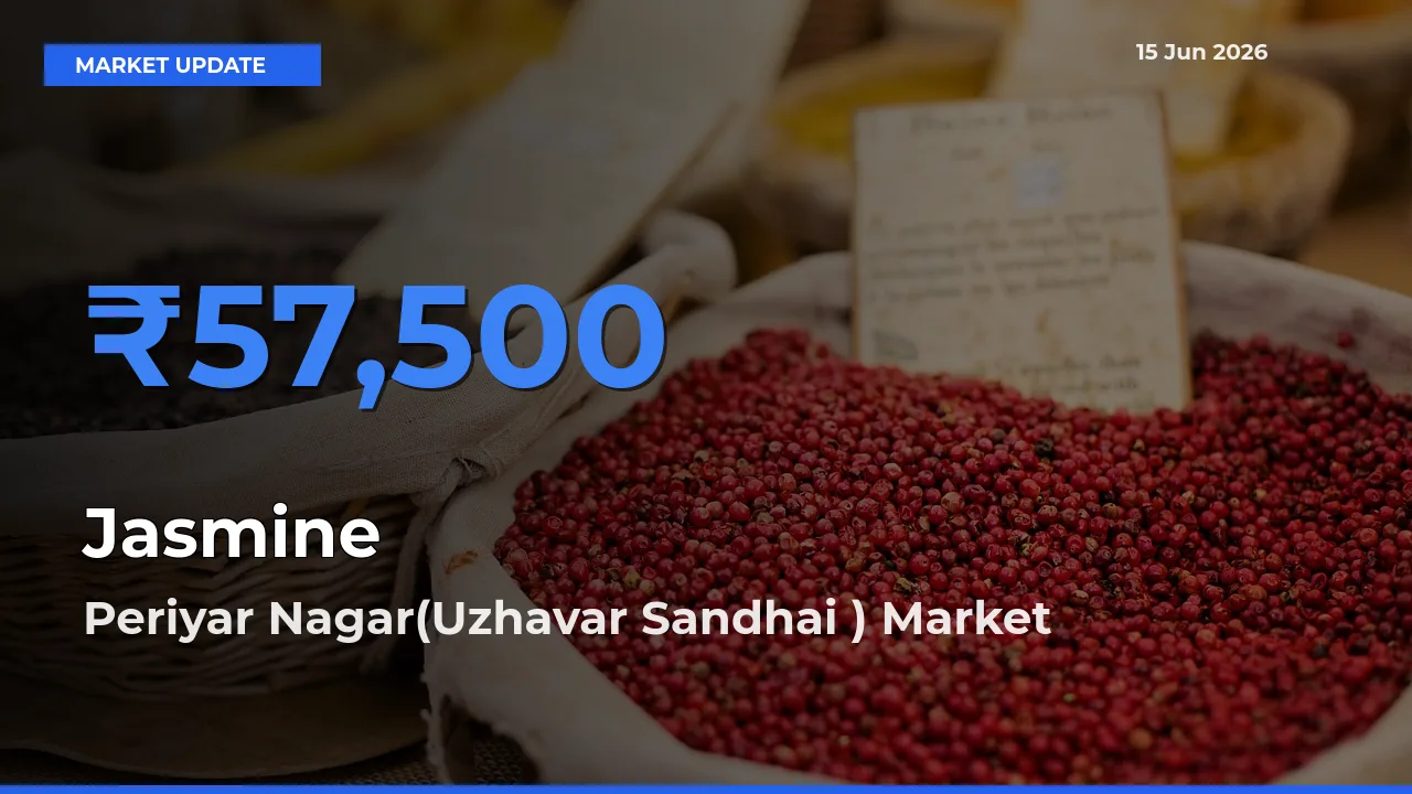Market Watch: Periyar Nagar(Uzhavar Sandhai ) Becomes Top Mandi for Jasmine