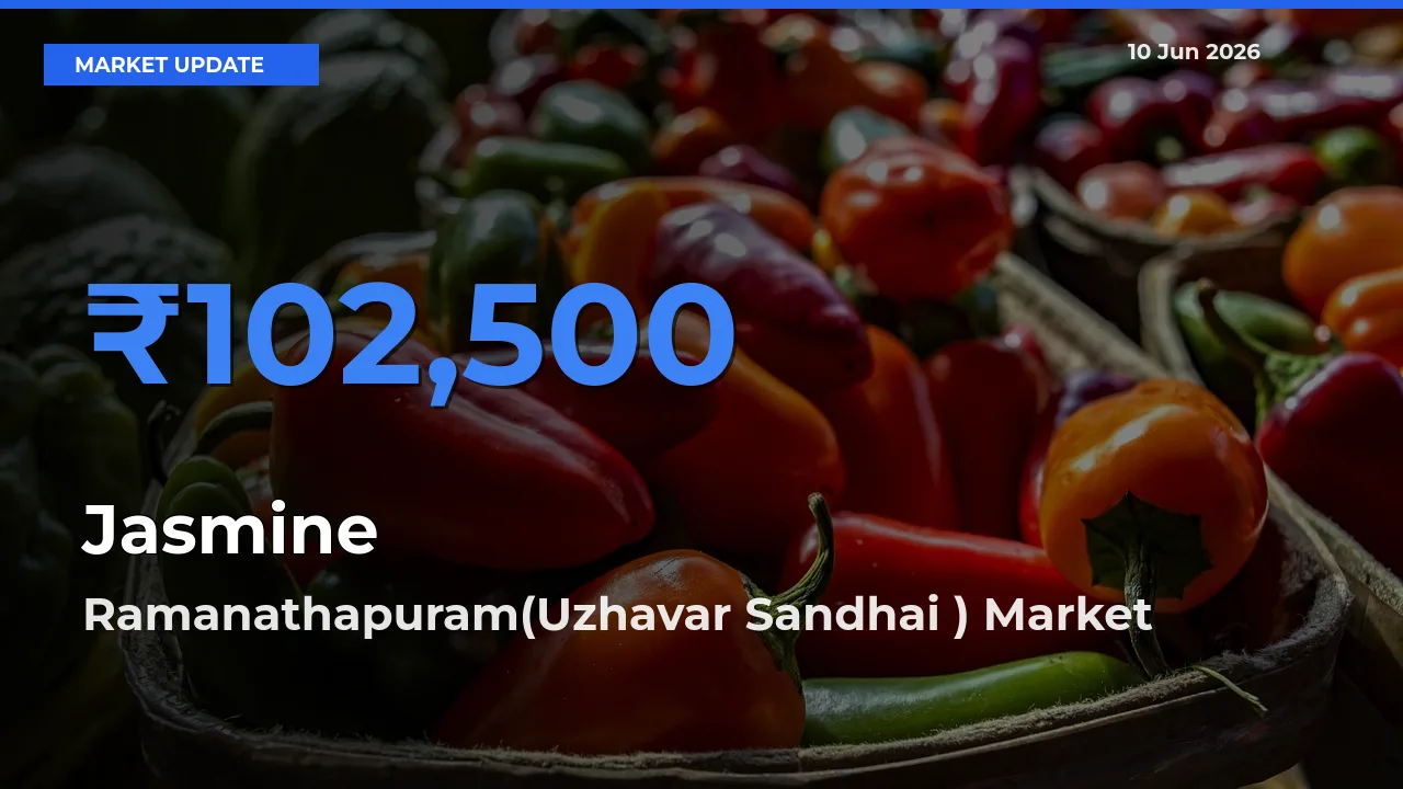 Jasmine Mandi Rate Today: Ramanathapuram(Uzhavar Sandhai ) Tops the List