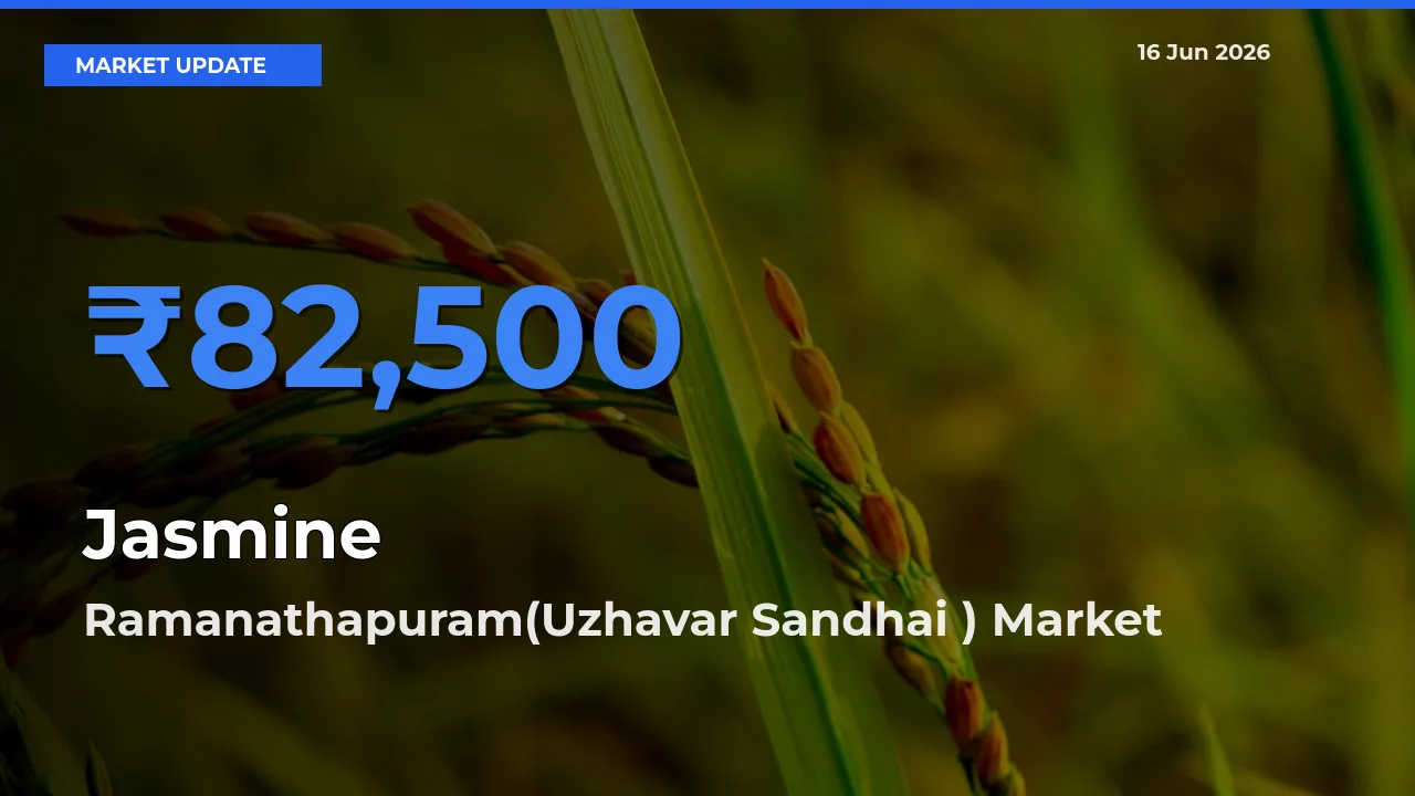 Ramanathapuram(Uzhavar Sandhai ) Emerges as Top Mandi for Jasmine Prices Today