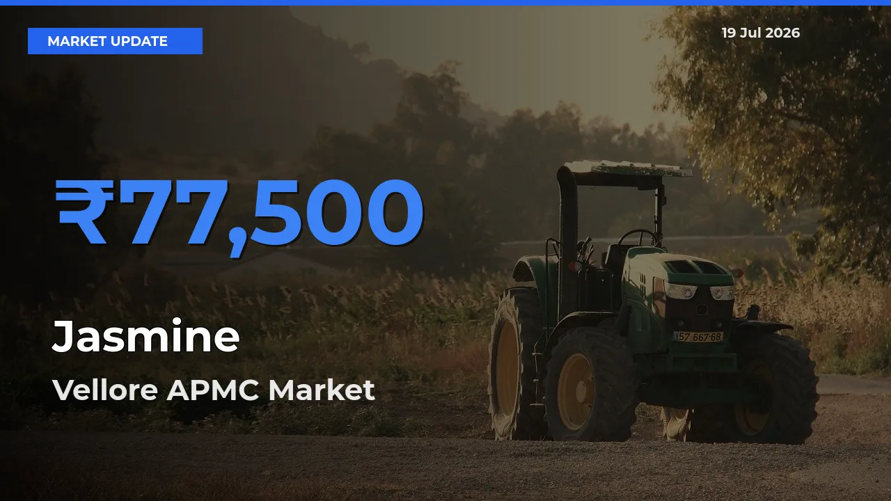 Farmers Prefer Vellore APMC as Jasmine Hits Highest Rate