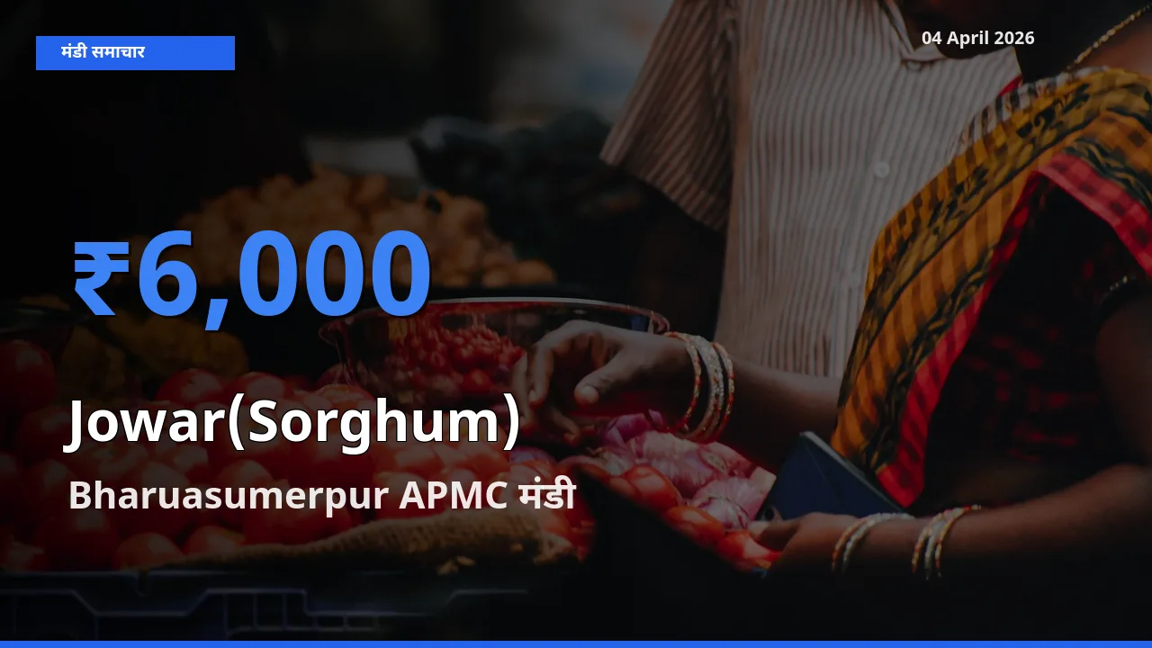 आज का मंडी भाव: ज्वार के सबसे ज़्यादा दाम Bharuasumerpur APMC में