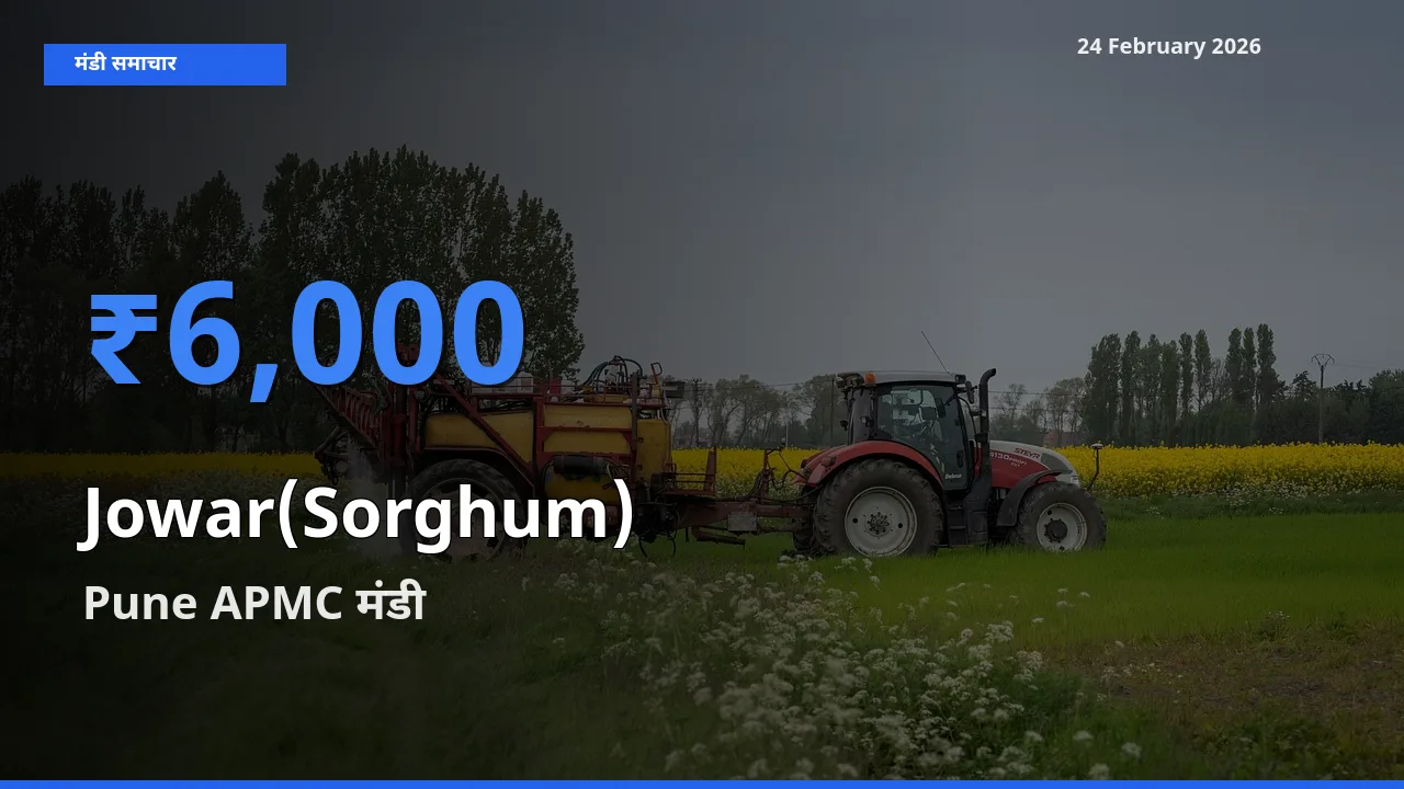 आज Jowar(Sorghum) के सबसे ज़्यादा दाम Pune APMC मंडी में दर्ज