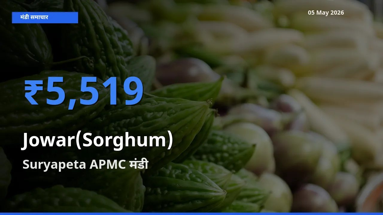 Suryapeta APMC मंडी में ज्वार ₹5,519 पर पहुँचा – आज का सर्वोच्च भाव