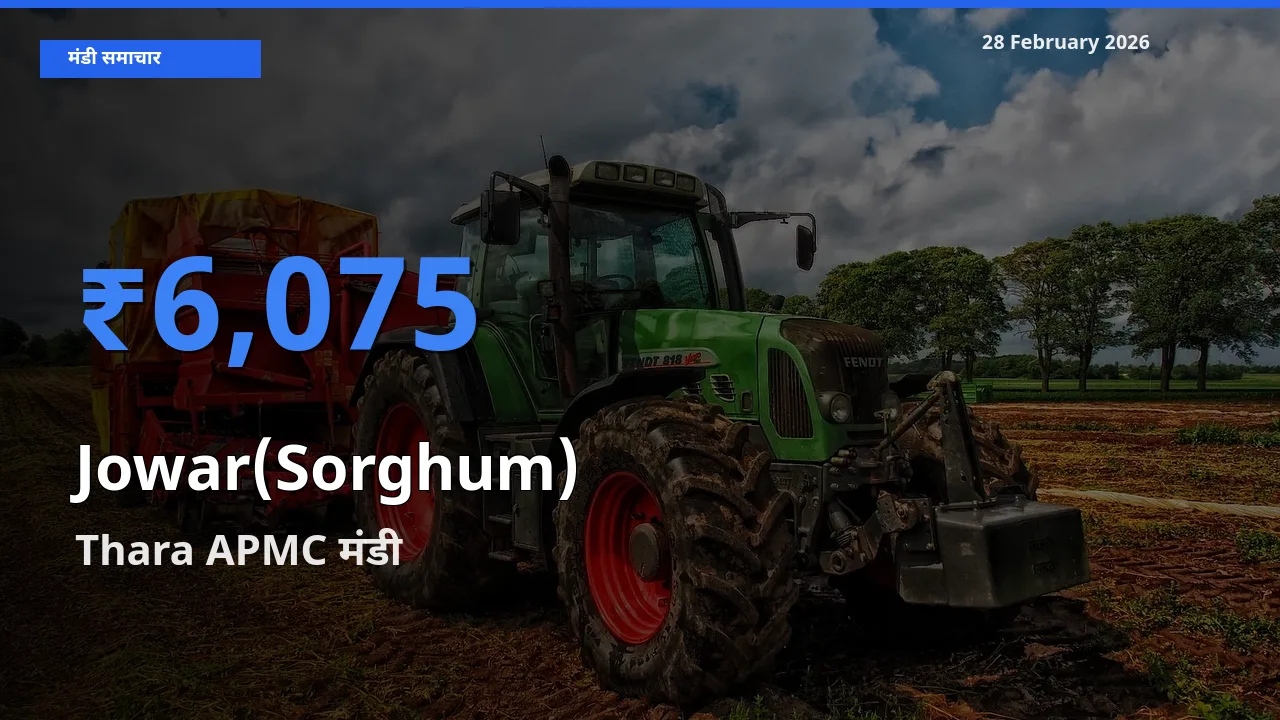 Thara APMC में Jowar(Sorghum) का आज सबसे ऊँचा भाव