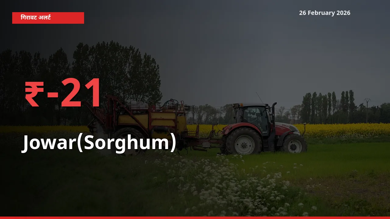 स्थानीय मंडी में Jowar(Sorghum) के दाम अचानक 20.73% गिरे, किसानों की चिंता बढ़ी