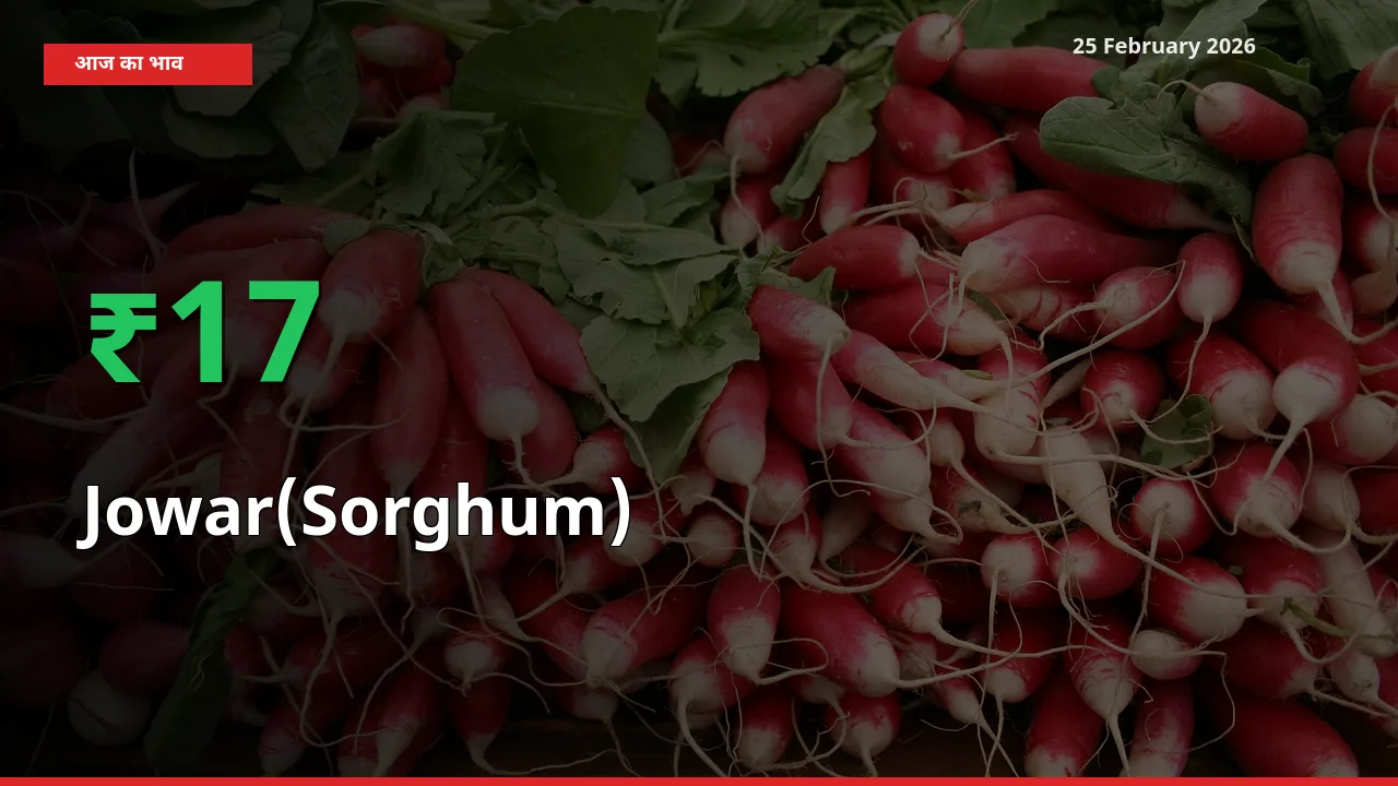 Jowar(Sorghum) के दाम प्रमुख मंडी में 16.74% बढ़े, 24 घंटे में बड़ा बदलाव