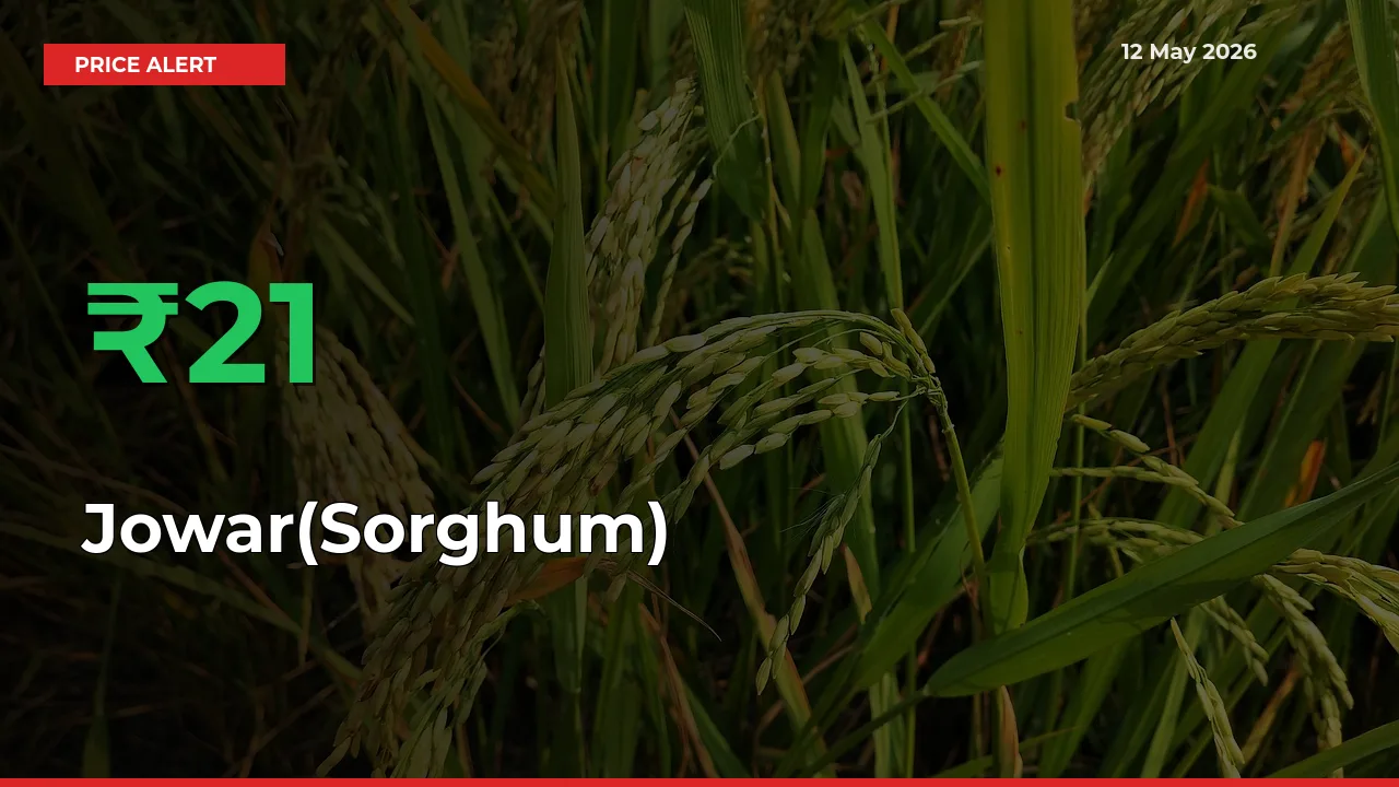 Big Rally! Jowar(Sorghum) Climbs 21.26% in 24 Hours at Top Mandis