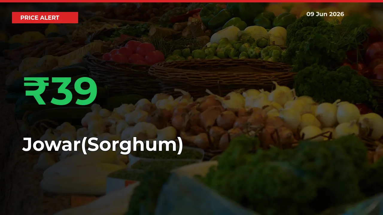 Big Rally! Jowar(Sorghum) Climbs 39.28% in 24 Hours at Top Mandis