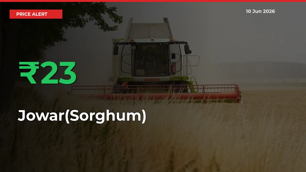Big Rally! Jowar(Sorghum) Climbs 23.31% in 24 Hours at Top Mandis
